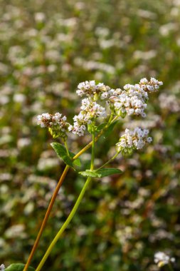 Blooming buckwheat Fagopyrum esculentum field in the rays of the summer sun, close-up.