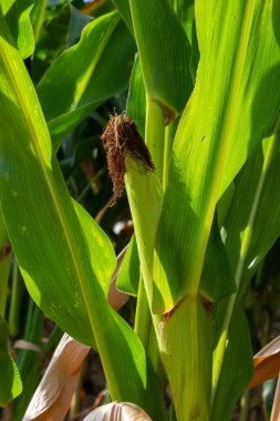Corn Plantation Food. close up of a corn field in the countryside, many young corns are grown for harvesting to sell to a food factory.