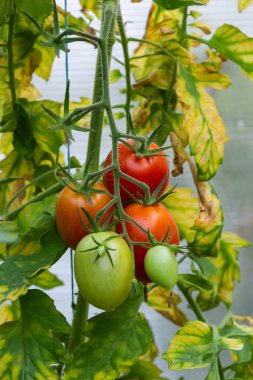 Serada bir demet olgunlaşmamış yeşil domates. Ev yapımı, bahçıvanlık ve tarım kutsallığı. Solanum lycopersicum, Solanaceae familyasından yıllık bir bitki türü. Paketleme tohumları için kapak.