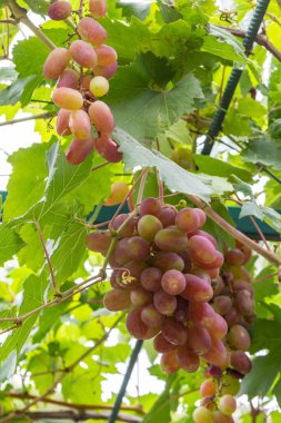 Sulu ve lezzetli fidanlıklarda olgun üzümler var..