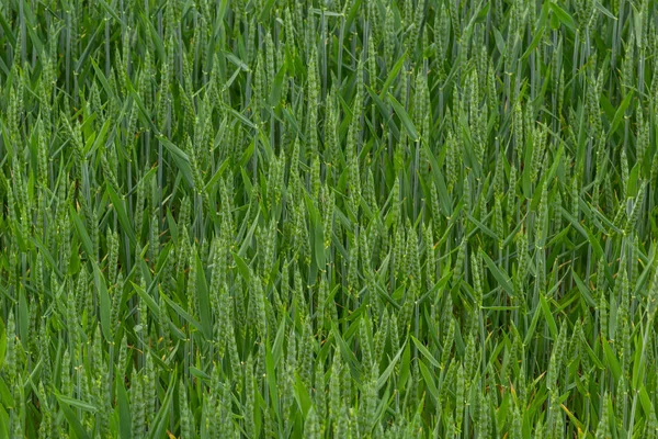 Raně Letní Pšeničná Plodina Fouká Vánku Tradiční Zelené Pšenice Plodiny — Stock fotografie