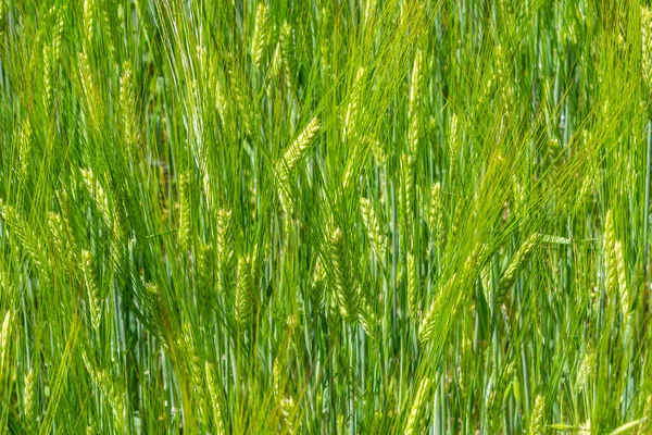 Agricultural Field Green Rye Grows Agriculture Obtaining Grain Crops Rye — Stock fotografie