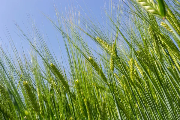 Agricultural Field Green Rye Grows Agriculture Obtaining Grain Crops Rye —  Fotos de Stock