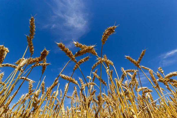 Altın Buğday Tarlası Mavi Gökyüzü Tarım Tarlası — Stok fotoğraf
