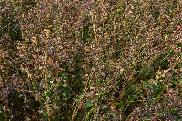 Ripe Buckwheat Plants Field Selective Focus Shallow Depth Field — ストック写真
