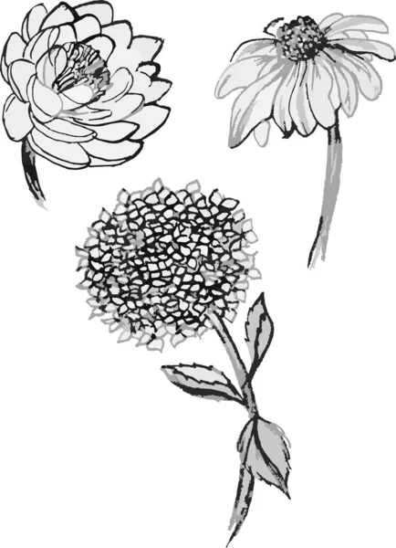インク 黒と白の花のスケッチ 手描きの自然絵画 フリーハンドのスケッチイラスト — ストックベクタ