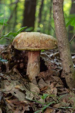 Düşen yapraklarla kaplı Xerocomus subtomentosus mantarı. Mantarlar ve yabani bitkiler.