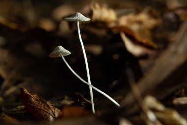Beyaz Mantar Süt Şapkası Mycena galopus var. bulanık arkaplandaki kanada.