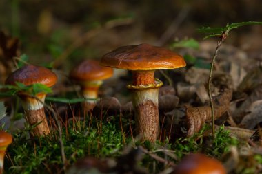 Mantar sezonu. Parkta sonbahar. Kaygan Jack yenilebilir kadife kuyruklu Suillus Luteus.