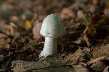 Beyaz zehirli mantar Amanita virosa aynı zamanda yok edici melek olarak da bilinir. Yumurta şeklinde taze meyveler koni şeklinde gövdeler, gövde etrafında peçeler. Turba yosunlu mantar..