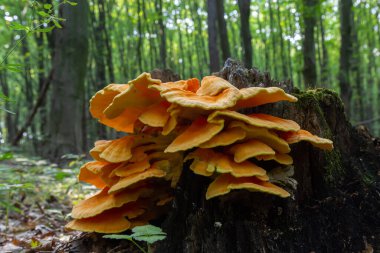 Sülfür sarısı, Latin laetiporus sülfür, ağaçta yetişen bir mantar türüdür..