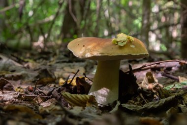 Boletus edulis ya da seps, ormandaki yenilebilir yabani mantar..