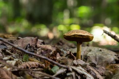 Xerocomellus chrysenteron, bilinen adıyla Boletus chrysenteron veya Xerocomus chrysenteron - yenilebilir mantar. Doğal ortamda mantar.