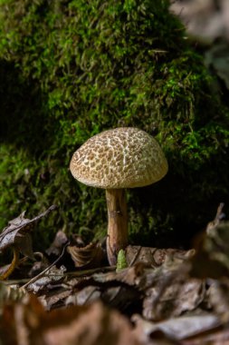 Xerocomellus chrysenteron, bilinen adıyla Boletus chrysenteron veya Xerocomus chrysenteron - yenilebilir mantar. Doğal ortamda mantar.