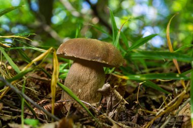 Yeşil yosunlu güzel boletus edulis mantar pankartı. Eski sihirli orman mantarları. Güneşli bir günde beyaz mantar.