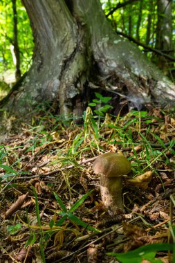 Boletus edulis ya da seps, ormandaki yenilebilir yabani mantar..