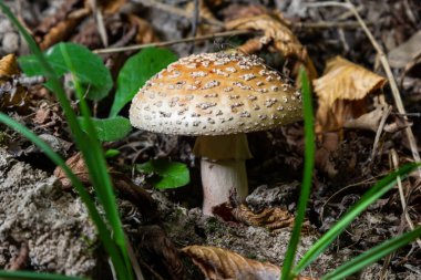 Bu mantar bir amanita rubescens ve ormanda yetişiyor..