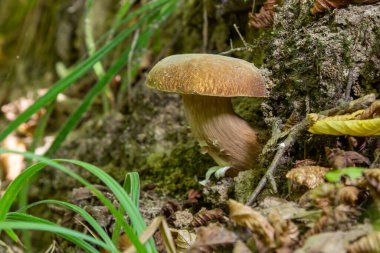 Penny bun fungus Boletus edulis growing in the forest.