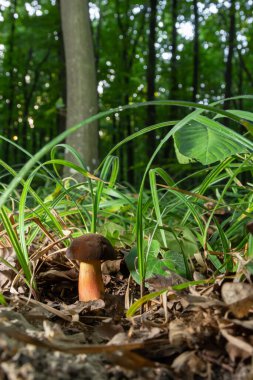 Boletus eritopus ya da Neoboletus uridiforis mantarı sonbahar mevsiminde yeşil çimlerde ve ıslak zeminde yetişir. Boletus luridiforis uzun pişirmeden sonra yenilebilir mantardır..