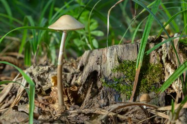 Panaeolus semiovatus var. Semiovatus, Panaeolus semiovatus ve Anellaria separata olarak da bilinir, yaygın olarak parlayan nokta gill, ya da entellektüel nokta gill olarak bilinir..