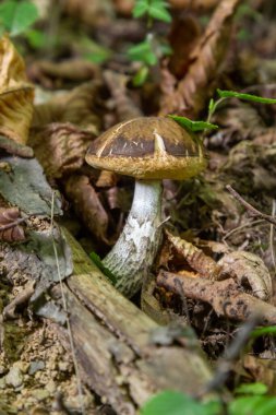 Yazın Leccinellum pseudoscabrum mantarı. Ormanda büyüyen mantarlar.