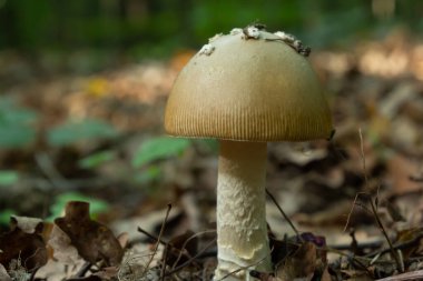 Bu mantar bir amanita rubescens ve ormanda yetişiyor..