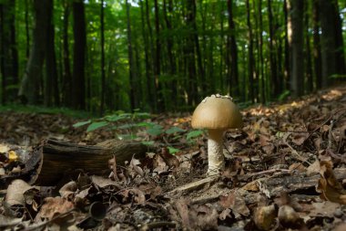 Bu mantar bir amanita rubescens ve ormanda yetişiyor..