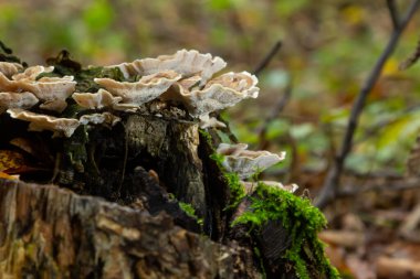 Anise mazegill, kahverengi çürük mantar, Gloeophyllum odoratum..