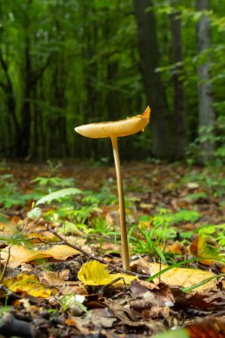 Yenilebilir mantar Hymenopellis kökü ya da dağ çayırındaki Xerula kökü. Kök mantarı ya da kök sapı olarak bilinir. Yabani mantarlar çimenlerde büyüyor..