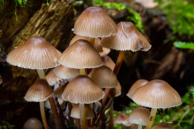 Kümelenmiş Bonnet Mycena eğimli bir kütüğün üzerinde büyüyor..