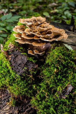 Gloeophyllum sepiaryum mantarı ağaçta ormana doğru. Paslı solungaçlı çokgözenek.