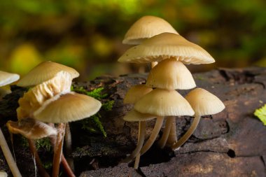 Yosun üzerinde büyüyen sihirli mantarlar. Büyük ihtimalle Mycena galericulata.