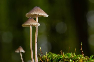 Mantar micena galopus ormandaki yeşil yosunlarda yetişir..
