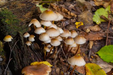 Yosun üzerinde büyüyen sihirli mantarlar. Büyük ihtimalle Mycena galericulata.