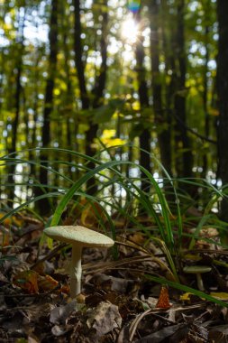 Ormanda mantar mantarı Amanita Citrina. Sahte ölüm şapkası ya da Citron Amanita olarak bilinir..