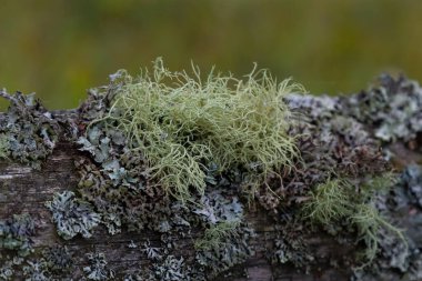 Usnea Filipendula ve bir ağaç dalındaki parazit bitkisine yakın çekim. Fotoğraf sabah çiğ damlalarıyla çekildi..