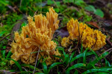 Ramaria Flava 'ya yakın, ormanda yetişen sarı mercan mantarları. Ormanda yetişen vahşi mantar, Ukrayna.