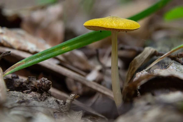 옐로우 Egg Yolk Fungus — 스톡 사진