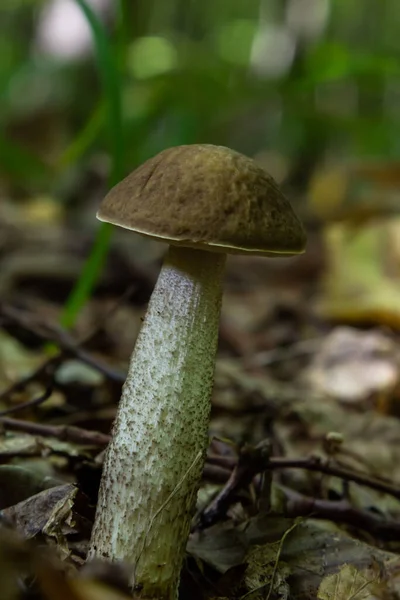 Edible Mushroom Leccinum Pseudoscabrum Deciduous Forest Known Hazel Bolete Wild — Stock Photo, Image