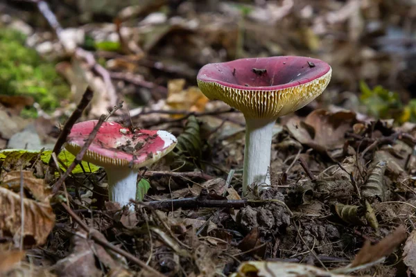 stock image Russula xerampelina, also known as the crab brittlegill or the shrimp mushroom in forest.