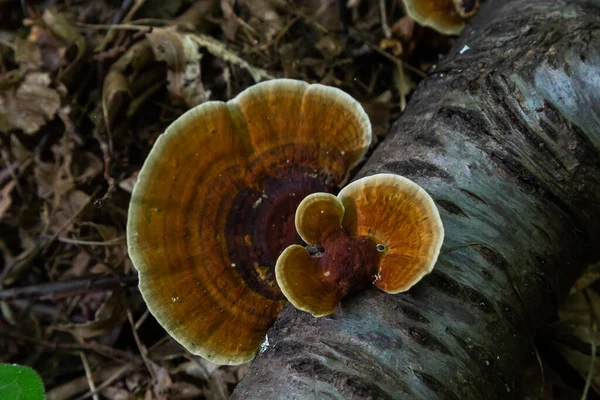 Anise Mazegill Brown Rot Fungus Gloeophyllum Odoratum — стоковое фото