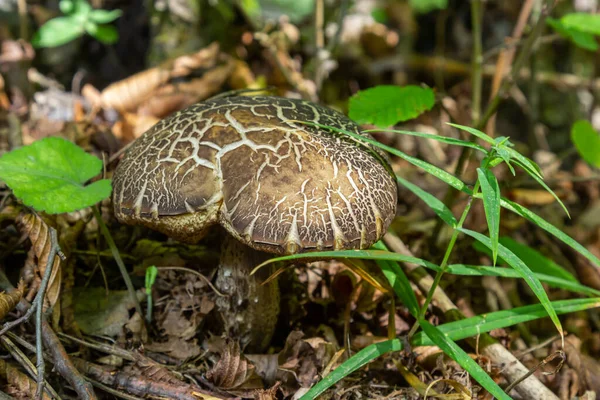 Летом Leccinellum Pseudoscabrum Mushrooms Грибы Растущие Лесу — стоковое фото