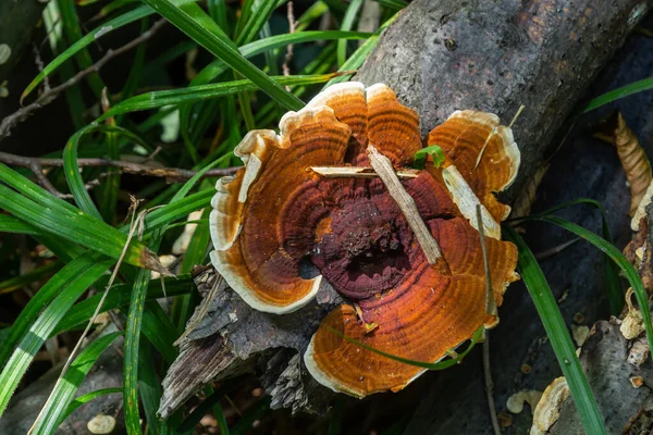 Anise Mazegill Brown Rot Fungus Gloeophyllum Odoratum — 스톡 사진