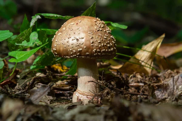 Este Cogumelo Uma Amanita Rubescens Cresce Floresta — Fotografia de Stock