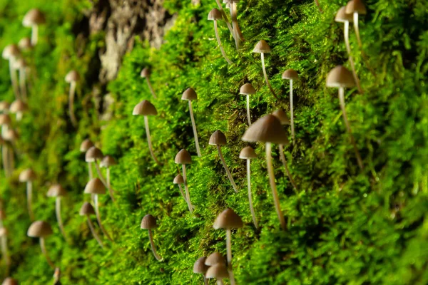Ciuperci Mycena Galopus Crește Mușchi Verde Pădure — Fotografie, imagine de stoc