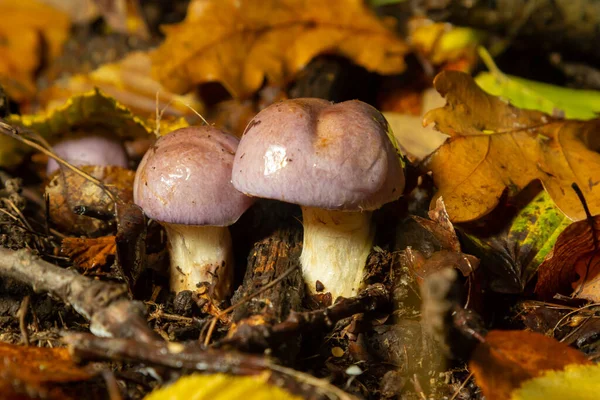 小的气色网帽 花椰菜 森林中的毒菇特写 有选择的焦点 浅层Dof — 图库照片