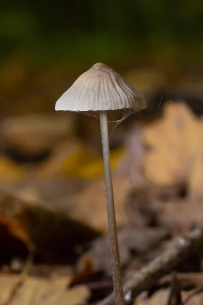 stock image Mushroom Mycena galopus grows on green moss in the forest.