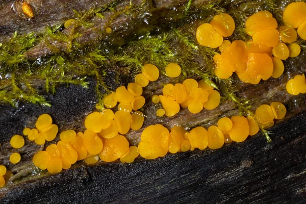 非常に小さな真菌黄色の妖精のカップやレモンのディスコ ビスポレラシトリナ 古い湿式木材のマクロテクスチャ 選択的な焦点 浅いDof — ストック写真