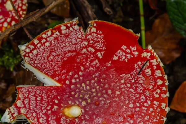 Red Wild Amanita Muscaria Mushroom 입니다 아미타 카리아 야생에서 자라고 — 스톡 사진