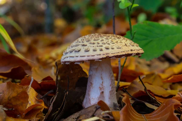 Mushroom Amanita Rubescens Grows Forest — Stock Photo, Image